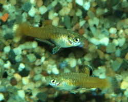 Phallichthys Tico S