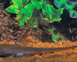 Planiloricaria Cryptodon Xl