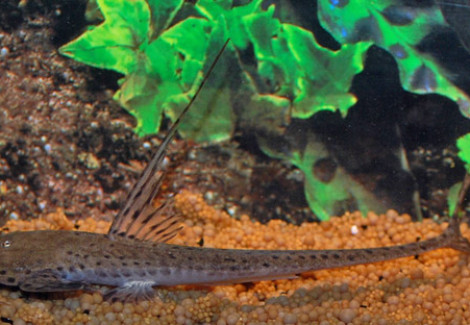 Planiloricaria Cryptodon Xl
