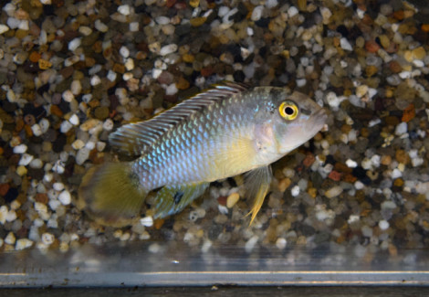 Apistogramma Nijsseni L