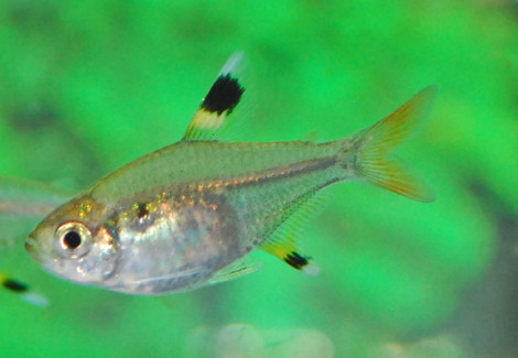Pristella Maxillaris S
