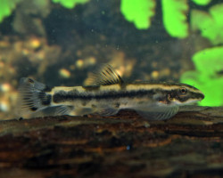 Yaoshania Pachychilus "Type 2 " S/M