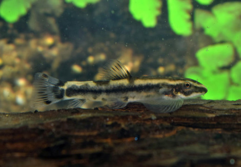Yaoshania Pachychilus "Type 2 " S/M