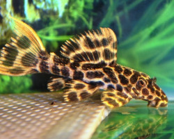 Pseudacanthicus Leopardus L114 S