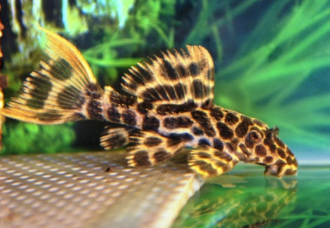 Pseudacanthicus Leopardus L114 S