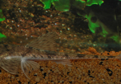 Pseudohemiodon Laticeps M