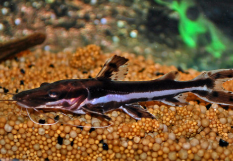 Pseudoplatystoma Fasciatum S