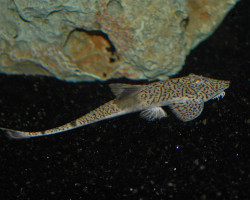 Pseudohemiodon Sp. Marbled L