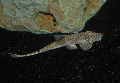 Pseudohemiodon Sp. Marbled L