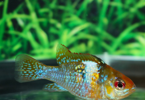 Mikrogeophagus Ramirezi Smaragd M/L