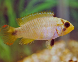 Apistogramma Panduro M/L
