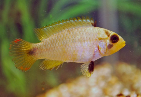 Apistogramma Panduro M/L