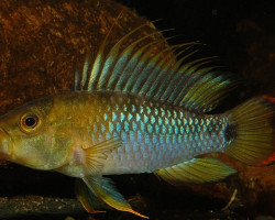 Apistogramma Baenschi S