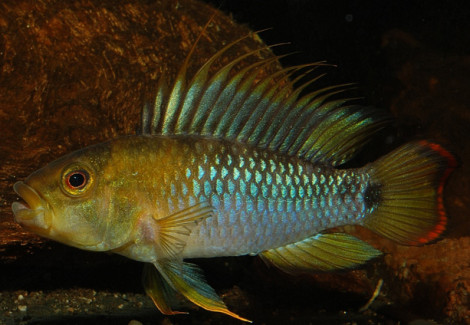 Apistogramma Baenschi S