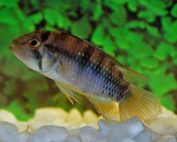 Apistogramma Baenschi L