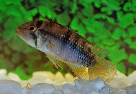 Apistogramma Baenschi L