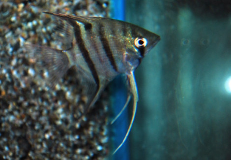 P. Leopoldi Xl