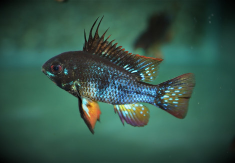 Mikrogeophagus Ramirezi Black M