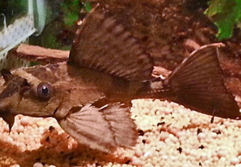 Pterygoplichthys Sp. Crocodile M