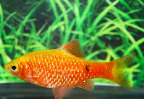 Puntius Conchonius Gold M