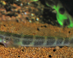 Sicydium Crenilabrum Xl