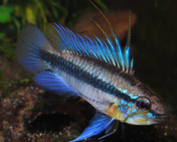 Apistogramma Trifasciata L