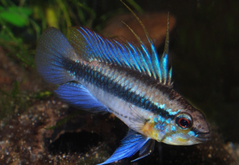 Apistogramma Trifasciata L