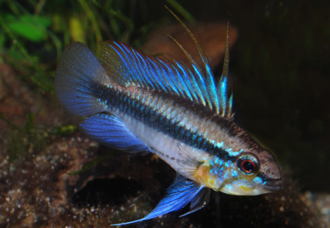 Apistogramma Trifasciata M