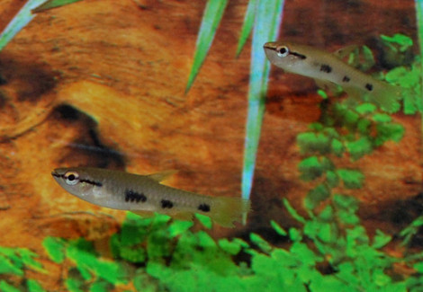Pyrrhulina Spilota M