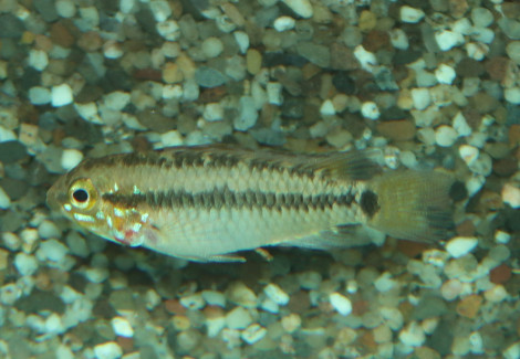 Apistogramma Sp. Vaupes S
