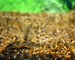 Rineloricaria Lanceolata L