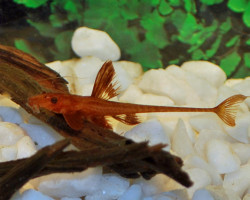 L010A Rineloricaria Sp.  M
