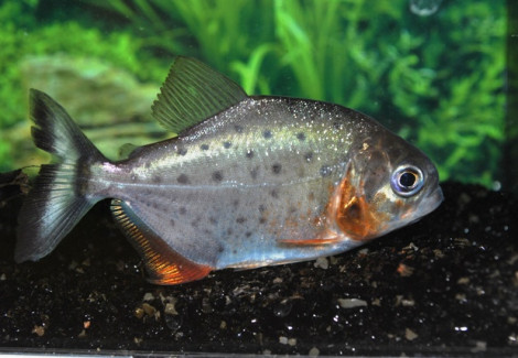 Pygocentrus Nattereri Xxl