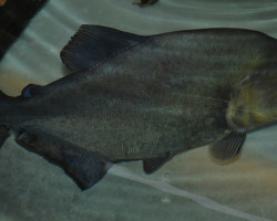 Serrasalmus Rhombeus S/M