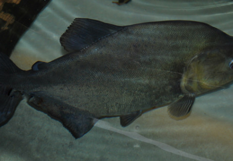 Serrasalmus Rhombeus M