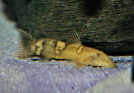 Astroblepus Mancoi M