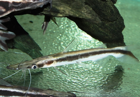 Sorubim Lima M