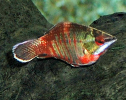 Sphaerichthys Vaillanti M