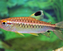 Arnoldichthys Spilopterus L