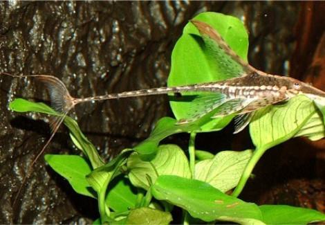 Sturisomatichthys Aureus L