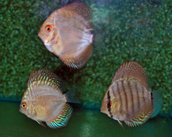 S. Aequifasciatus Mix  S