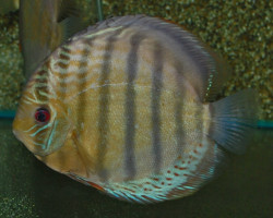 S. Aequifasciatus Tefe Xxl