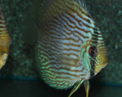 S. Discus Rio Negro Blue Face Xl