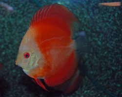 S. Aequifasciatus Red Melon L