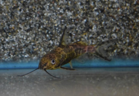 Synodontis Afrofischeri M