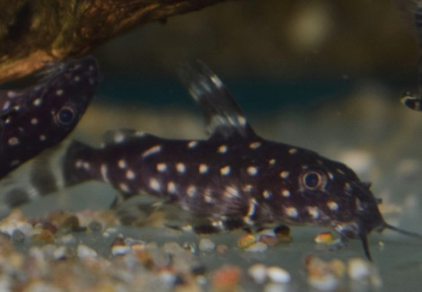 Synodontis Angelicus M