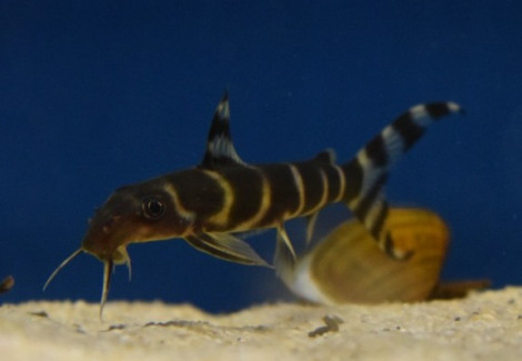 Synodontis Brichardi Xl