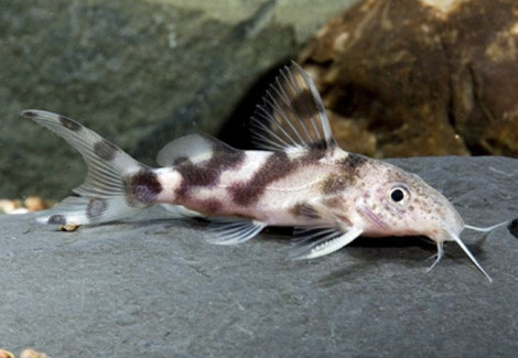 Synodontis Decorus M