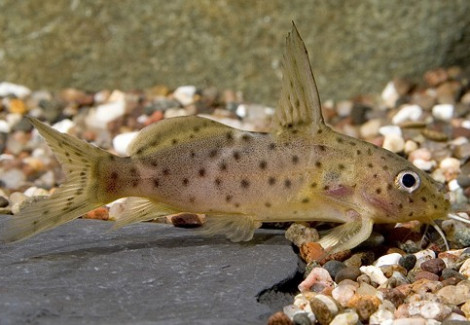 Synodontis Nyasse M