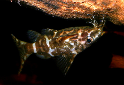 Synodontis Nigriventris Zebra M